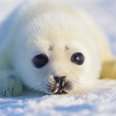 baby seal photo  sebastian quintero blog