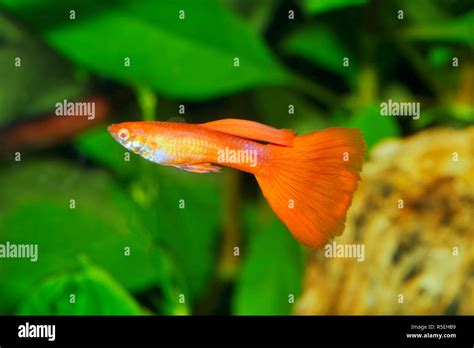 Retrato De Los Peces De Acuario Guppy Poecilia Reticulata En Un