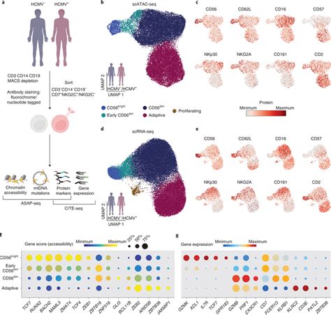 Mapping NK Cell Subsets Onto Transcriptional And Epigenetic