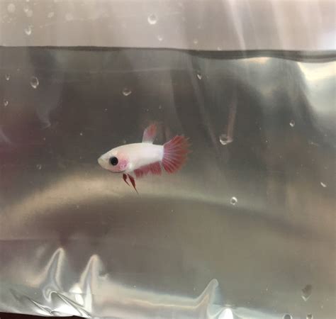 Baby Betta Fish Growth