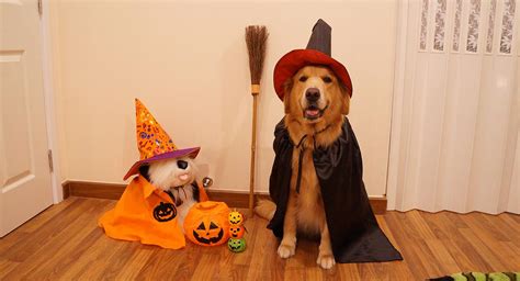 De qué disfrazar a tu perro 7 increíbles ideas para Halloween