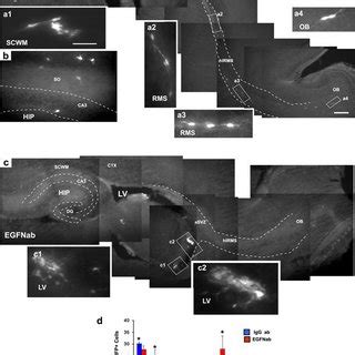 Expression Of EGFR And EGF In NG2 Cells Of The Postnatal Brain