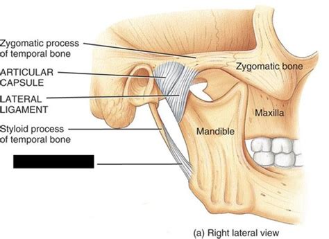 Mouth Temporomandibular Joint Muscles Of Mastication Flashcards Quizlet