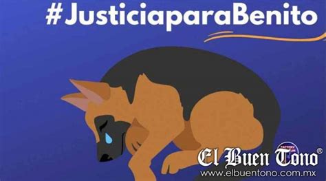 Realizan Necropsia A Benito Perrito Que Fue Arrojado A Un Cazo Con