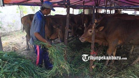 Jelang Idul Adha Ekor Hewan Ternak Masuk Ke Inhil