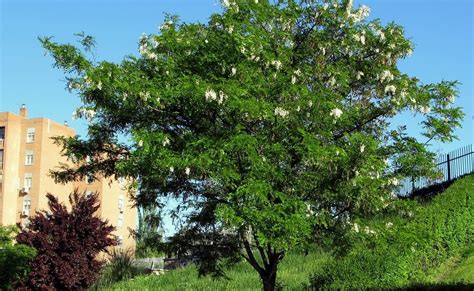 Tree Identification Robinia Pseudoacacia Black Locust