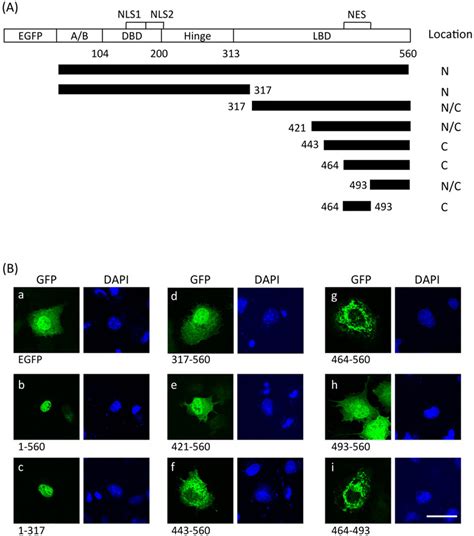 Identification Of The Nuclear Export Domain In LRH 1 A Schematic