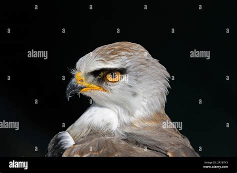 Black Winged Kite Elanus Caeruleus Juvenile Close Up Of Head South