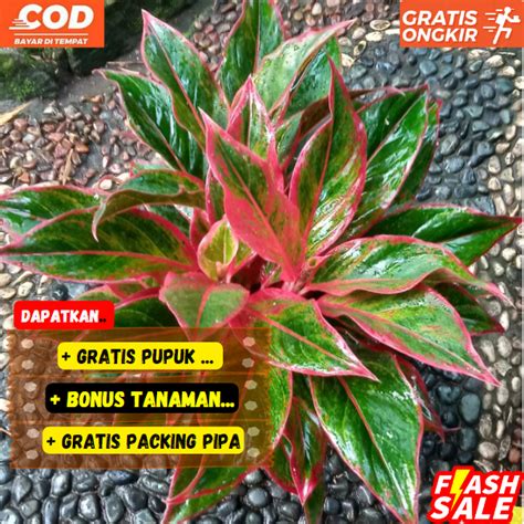 AGLONEMA Tanaman Hias Siam Aurora Super Merah Lazada Indonesia