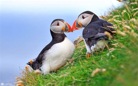 Puffin Wallpapers - Wallpaper Cave