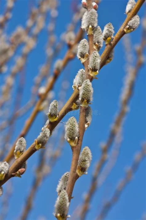 Natural Spring Vertical Background Banner Pussy Willow Branch Catkins