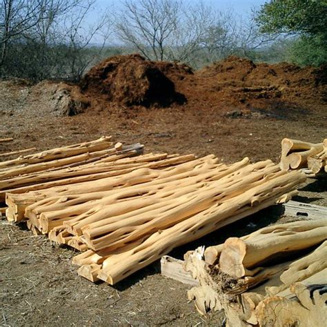 Peeled Cedarjuniper Logs