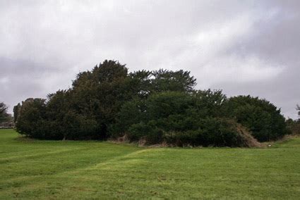 Crom Castle - Ancient Yew Group