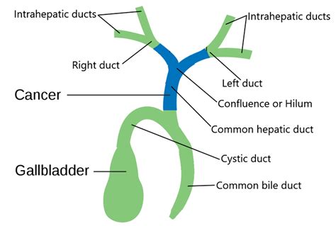 Liver Bile Duct Anatomy