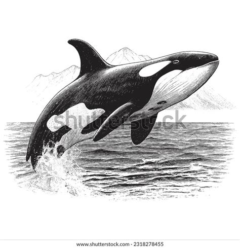 Drawing Orca: Over 4,128 Royalty-Free Licensable Stock Illustrations ...