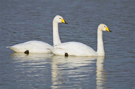 Whooper Swan wallpapers, Animal, HQ Whooper Swan pictures | 4K ...