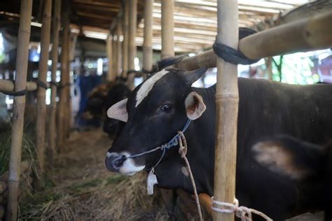 Kementan Pastikan Stok Hewan Kurban Aman Jelang Idul Adha DIALEKSIS