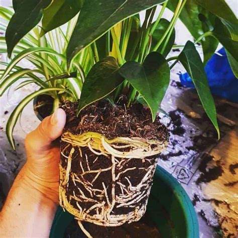 Repotting Anthurium Plants When And How