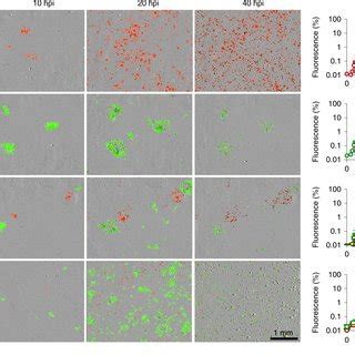 Real Time Fluorescence Microscopy Of Vsv Wt And In Mefs Pure