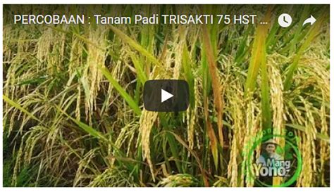 Vidio Tanaman Padi Trisakti Di Sawah Rawa 75 Hst Panen