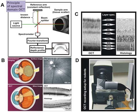 Optical Coherence Tomography Principle