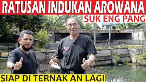 Ini Dia Ratusan Indukan Arowana Suk Eng Pang Sudah Siap Di Ternak