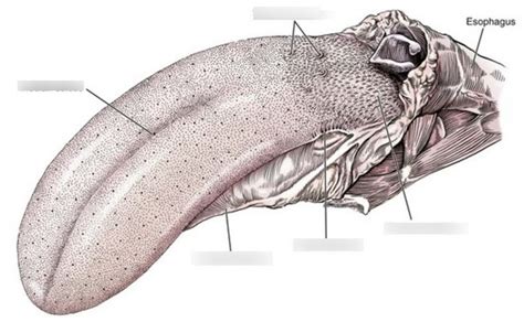 Anatomy Tongue Diagram | Quizlet