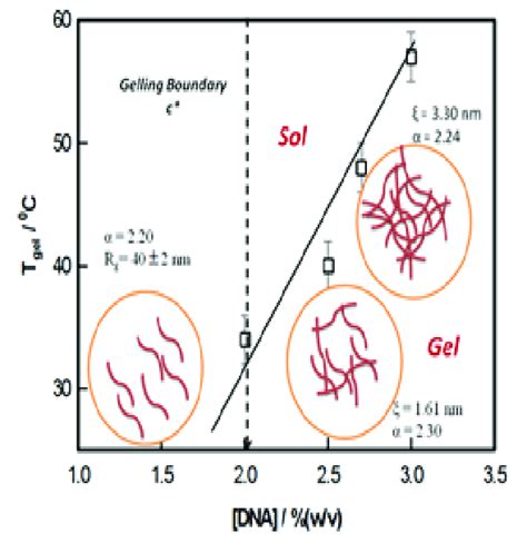 Schematic Of Sol Gel Transition In Dna Solution Download Scientific