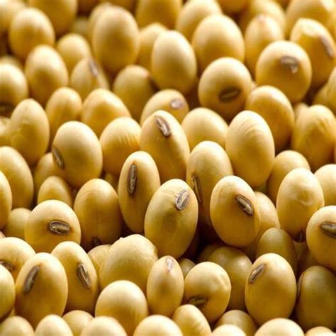 Long Shelf Life Healthy Natural Rich Fine Taste Dried Soybean Seeds At