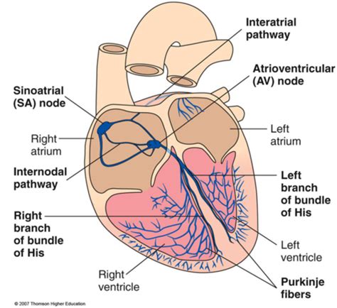 Physiology Cardiac Action Potential Flashcards Quizlet