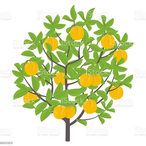 Ilustración De Melocotonero Ilustración Vectorial Planta De Nectarina