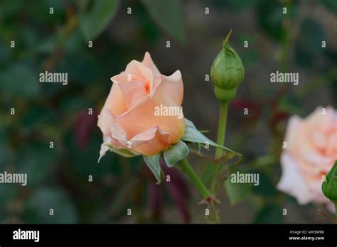 Rose Warm Wishes Stock Photo - Alamy