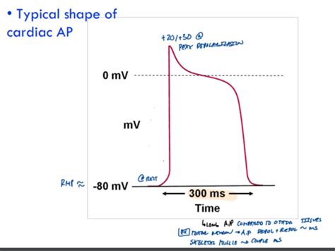 L Pt Ionic Basis For The Cardiac Action Potential Refractory