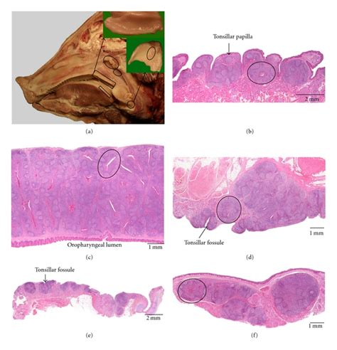 Anatomical Localization And Histological Characteristics Of The Porcine