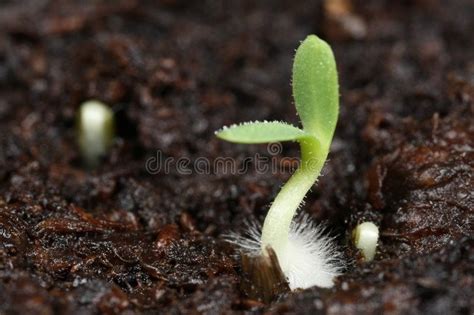 Germinating Seed Macro A Close Up Macro Photograph Of A Seed