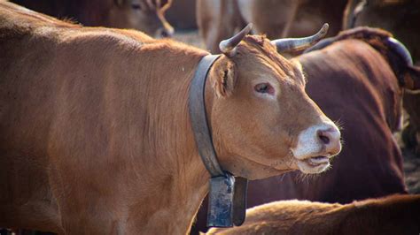 Sapi Kurban Di Tasikmalaya Ngamuk Masuk Rumah Warga