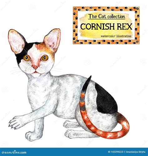 Cornish Rex Cat The Cat Collection Watercolor Illustration Stock