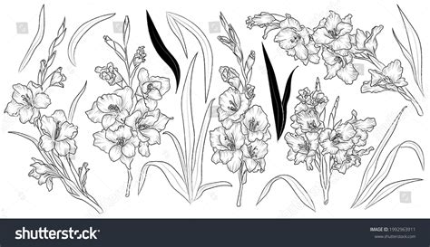 Gladiolus Flower Outline