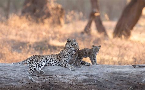 Wallpaper Leopard, cub 1920x1200 HD Picture, Image