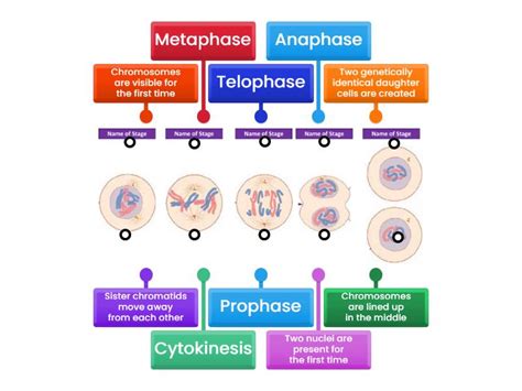 Mitosis - Labelled diagram