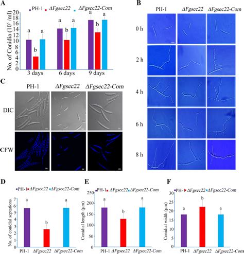 Conidiation Germ Tube Formation And Conidial Morphology In Fgsec