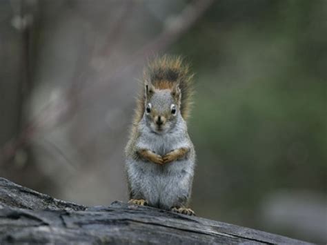 Screensavers and Wallpaper Squirrels - WallpaperSafari