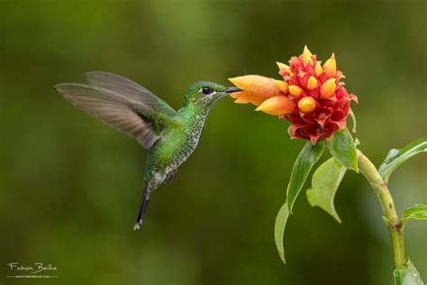 Comment Photographier Les Oiseaux En Vol