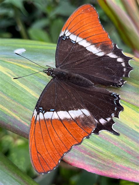 Spring 2022 in the Butterfly Rainforest – Exhibits