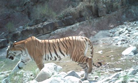 Monitoring Tigers In Nepal Projects Wwf