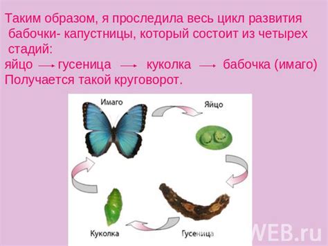 Презентация на тему "Бабочка-капустница" - скачать бесплатно ...