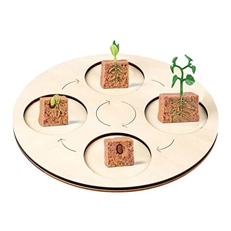 Life Cycle Figurines Life Growth Cycle Model Storage Tray Life Cycle