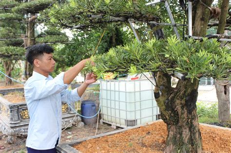 Trồng cây cảnh đang hot đẹp như phim anh nông dân Vĩnh Phúc nhận lương cao cả tỷ đồng