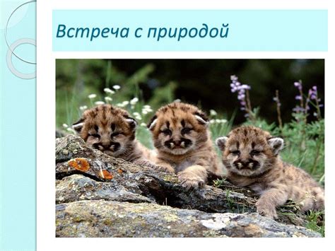 Природа. Встреча с природой - online presentation
