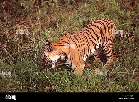 Tiger eating grass Bandhavgarh National Park Madhya Pradesh India Stock ...